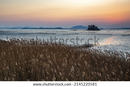 Sunset view of reed flowers and fishing nets on mud flat at low tide against Solseom Island in the background at Waon Beach of Suncheon Bay near Suncheon-si, South Korea 
 Royalty-Free Stock Photo #2145220581