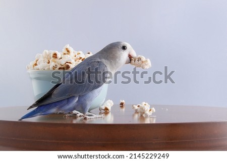 Blue rosy face love bird with snack on wood with gray background