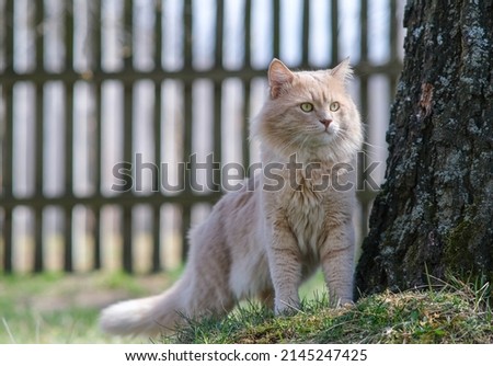 A red cat is sitting in the yard. A light red fluffy cat is standing near a tree.