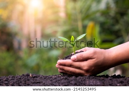 Farmer's hands planting saplings on the ground and green background blur with afforestation and social afforestation concept. Royalty-Free Stock Photo #2145253495