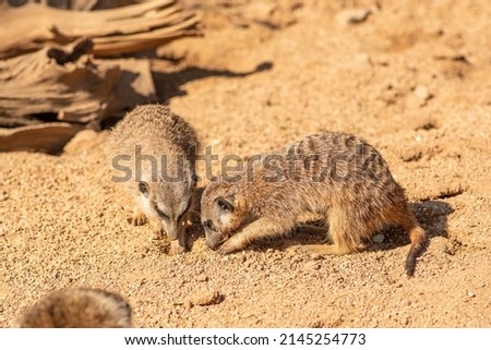 Couple of meerkats, suricata suricatta or suricates, small mongoose in southern Africa in their natural habitat digging a hole, close up