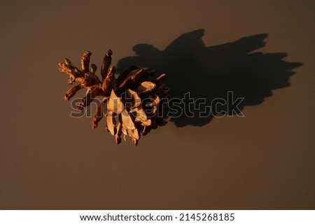 Pinus pinea cone isolated on brown background