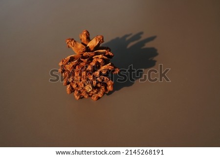Pinus pinea cone isolated on brown background