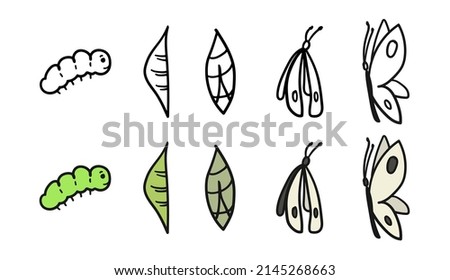 Pieris brassicae metamorphosis. Caterpillar to butterfly development process cocoon transformation, life cycle, growth cabbage butterfly, hand drawn sketch vector illustration. Insect metamorphose.
