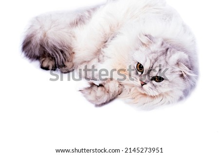 Highland  long-haired Scottish cat silver white-chinchilla lying on a white background, isolated image, beautiful domestic cats, cats in the house, pets,