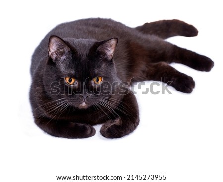  beautiful black Scottish cat lying on a white background, isolated image, beautiful domestic cats, cats in the house, pets