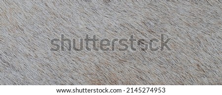close up photo of gray fur texture background
