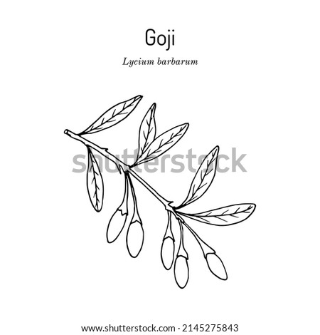 Goji berry (Lycium barbarum) or Chinese wolfberry, medicinal plant. Hand drawn botanical vector illustration Royalty-Free Stock Photo #2145275843