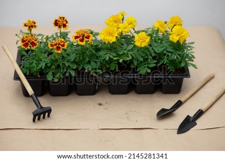 Seedling. Plant care. Yellow marigolds with green leaves in pots. Shovel, rake