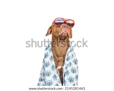 Lovable, pretty brown puppy and towel. Travel preparation and planning. Close-up, indoors. Studio photo, isolated background. Concept of recreation, travel and tourism. Pets care