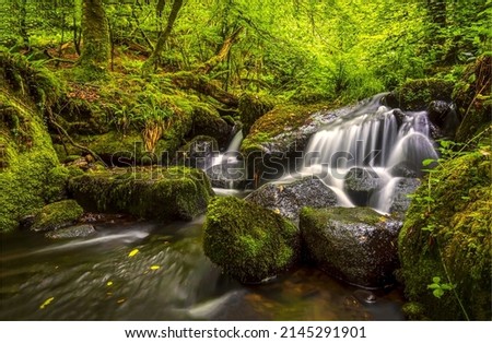 Stream waterfall in a mossy forest. Mossy forest cold creek. Cold creek in mossy forest. Waterfall stream in forest Royalty-Free Stock Photo #2145291901