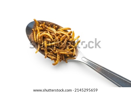Fried salty worms. Roasted mealworms in spoon isolated on a white background.