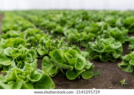 Fresh organic lettuce in a rural greenhouse. Rows of lettuce seedlings. Lettuce ready to pick for a fresh summer salad. Salad plants in greenhouse with automatic irrigation watering system. Royalty-Free Stock Photo #2145295729