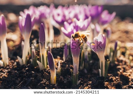 Purple snow Crocus Flowers in meadow. Natural background with flowering violet crocus in early spring. Blooming Lila Crocus wallpaper in sunny bokeh light in forest, close up. Springtime season