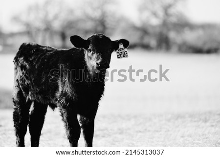 Black angus calf on ranch for beef cow portrait with blurred background.
