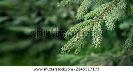 Summer forest landscape in sunny weather - forest trees , soft sunlight. green branches of pine trees . Twig of young fir. fir branch in early spring. Young green twigs. Royalty-Free Stock Photo #2145317193