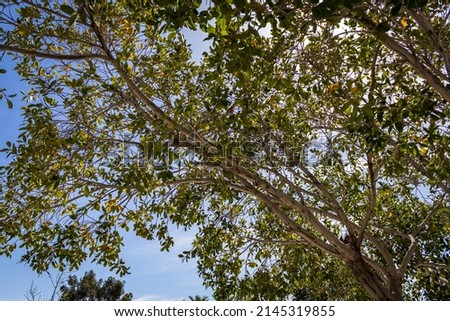 tree branches and leaves high quality photo
