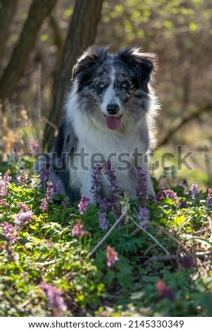 cute young border collie blue merle in the nature at sunset, dog sticking out the tongue, pet photography, sitting in the grass with spring corydalis flowers, backlight