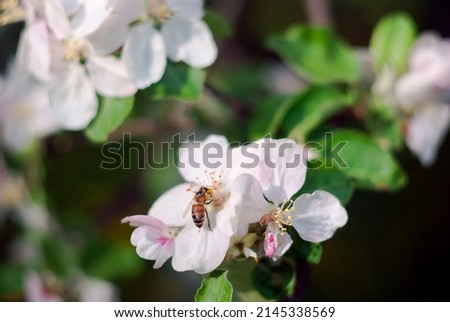 blossoming apple tree with a bee extracting honey white flower beautiful bokeh pistils petals tree branches blur soft focus