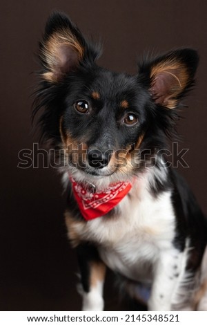 Portrait of a dog in a red collar on a dark background