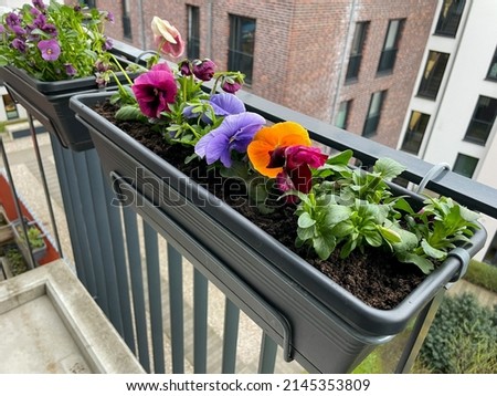 Decorative long flower pot with vibrant orange, violet purple and pink pansies viola tricolor garden flowers hanging on a balcony terrace fence