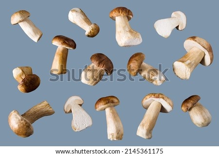 Fresh wild porcini mushrooms on a gray background, isolate. Mushroom background, collection, set