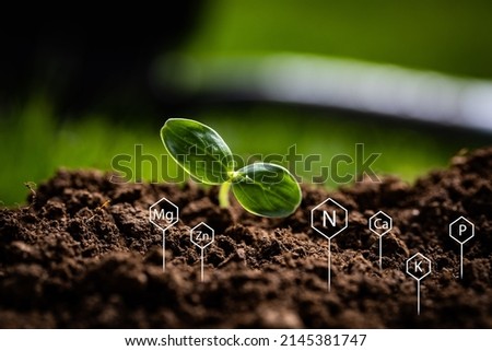 Just emerged plant in pile of wet ground with signs of chemical elements measured in the soil testing placed on the foreground