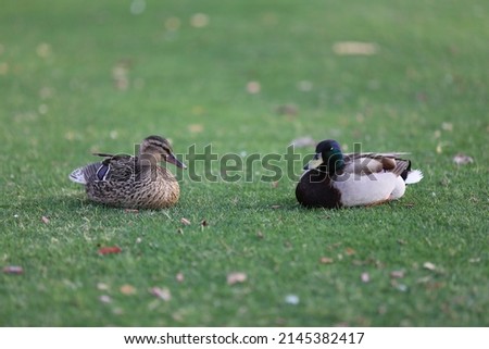 a pair of male and female ducks are sunbathing on the green grass