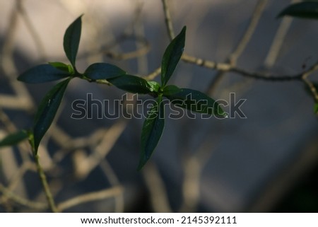 The image of small leaves from flower branches was photographed from above in the morning with the lighting deliberately a bit dark