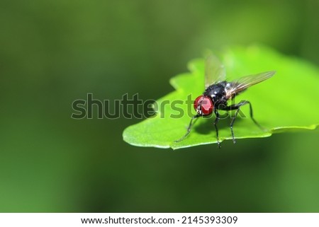 insect fly with red eyes and has thin wings perched on green leaves, this type is often seen flying in the kitchen Royalty-Free Stock Photo #2145393309