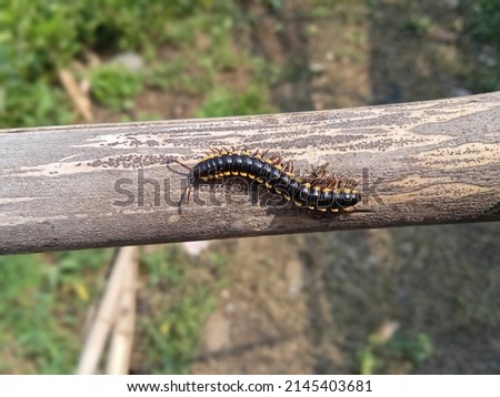 a small millipede caterpillar or an animal whose Latin name is Harpaphe haydeniana. but people call it the yellow-spotted millipede, almond-scented millipede or cyanide millipede. close-up Royalty-Free Stock Photo #2145403681