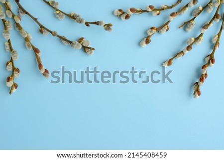Spring branches of pussy willow on blue background. Beautiful Easter background with blooming willow
