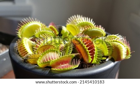 Selective focus view of Venus flytrap (Dionaea muscipula). It is a carnivorous plant native to subtropical wetlands on the East Coast of the United States in North Carolina and South Carolina. Royalty-Free Stock Photo #2145410183