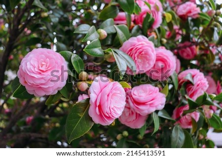 Japanese Camellia (Camellia japonica) in sunny spring. Pink rose like blooms camellia flower and buds with evergreen glossy leaves on shrub. Beautiful flowers. Royalty-Free Stock Photo #2145413591