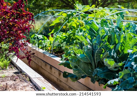Organic urban garden in full growth at the end of the summer. Royalty-Free Stock Photo #214541593