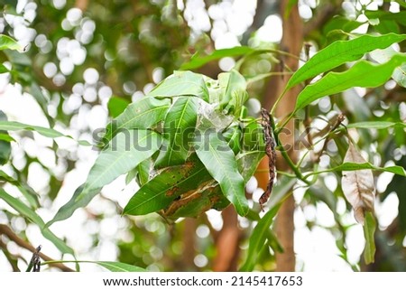 Red ant nest on lychee tree, Ant nest with leaf on green tree