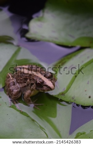 Frog in a pond with green leaves background. Selective focus.