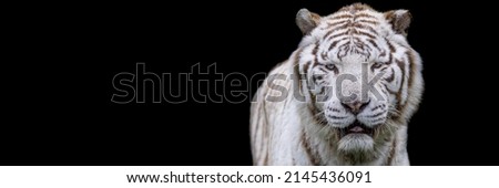 Template of a white tiger with a black background