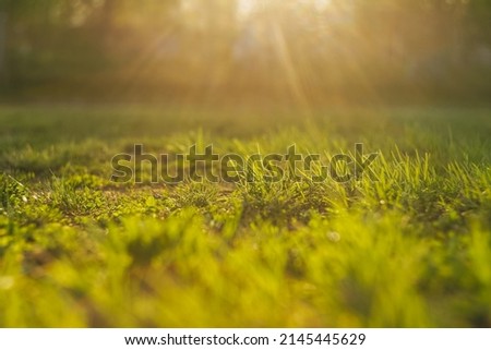 Abstract natural backgrounds, green grass in sunset light. Copy space.