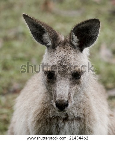 Australian mammal the kangaroo