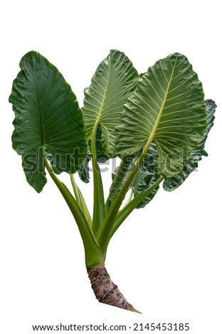 Heart shaped green leaves of Elephant Ear or Giant Taro (Alocasia species), tropical rainforest foliage garden plant isolated on white background with clipping path.