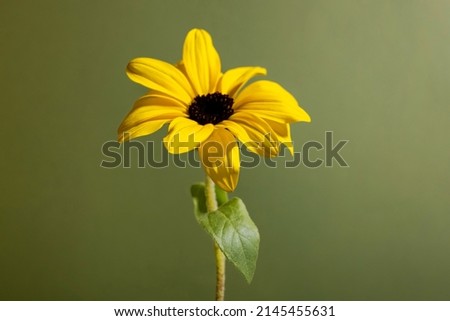 Colorful yellow flower still life in retro style on green background. Floral element ,nature background.