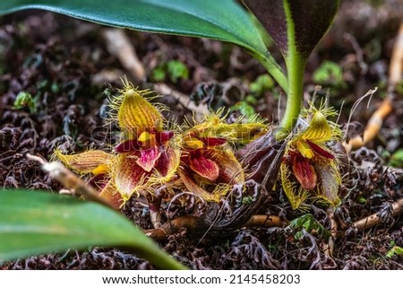 Bulbophyllum dayanum, Beautiful rare wild orchids in tropical forest of Thailand.