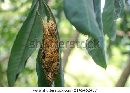 golden avocado caterpillar cocoons, nature