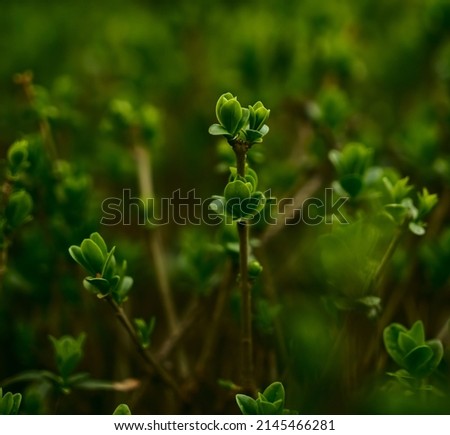 Green branches of trees and bushes with buds and first leaves in spring. Small young green leaves, buds on the branches of bushes, trees in the spring botanical garden. background. Nature awakening. Royalty-Free Stock Photo #2145466281