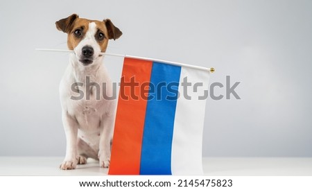 Jack Russell Terrier dog holding a small flag of the Russian Federation on a white background. 