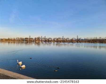 Pictures of beautifull Day with swans in Komorów
