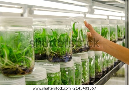 Researchers are examining aquatic plants in a tissue culture room. To be sold in the market. Plant tissue culture is a techniques used to grow plant cells under sterile conditions Royalty-Free Stock Photo #2145481567
