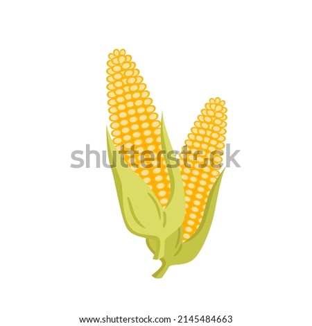 Ripe yellow corn, maize organic harvest from farm field vector illustration. Cartoon two golden corncobs with green leaf, healthy natural food isolated on white. Agriculture, nutrition concept Royalty-Free Stock Photo #2145484663