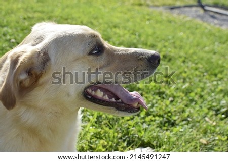 Female Yellow Lab Mix Face Royalty-Free Stock Photo #2145491247